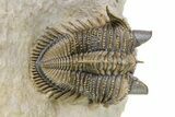 Amazing, Tower Eyed Erbenochile Trilobite - Morocco #316435-1